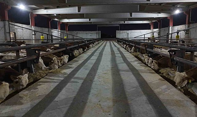 Şanlıurfa kırmızı et üretim merkezi oluyor