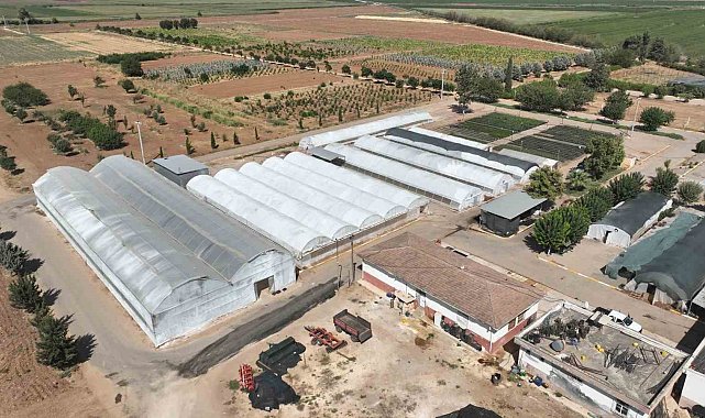 Şanlıurfa'da 500 bin mevsimlik çiçek üretilecek