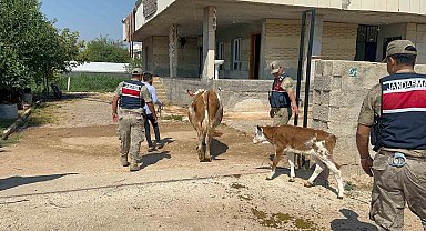 Şanlıurfa'da büyükbaş hayvan dolandırıcılığında 1 gözaltı