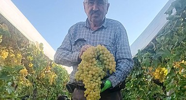 Sarıgöl'de 5,5 kiloluk dev üzüm salkımı