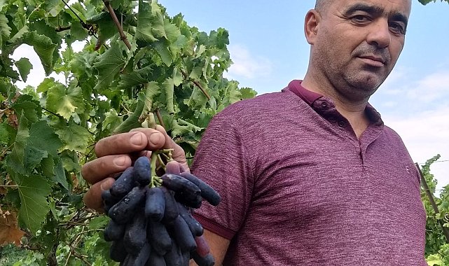 Sarıgöl'de yeni üzüm çeşidi merak uyandırdı