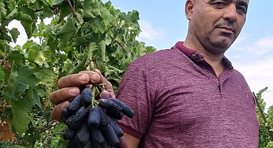Sarıgöl'de yeni üzüm çeşidi merak uyandırdı