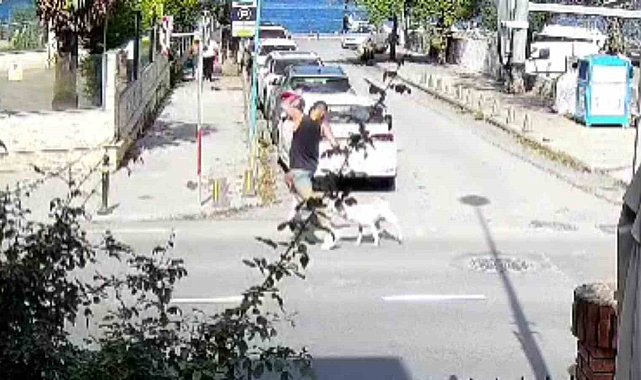Sarıyer'de başıboş köpekler vatandaşları tedirgin ediyor