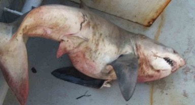 Saros Körfezi'nde balıkçıların ağına 65 kiloluk köpek balığı takıldı