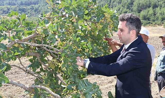 Selendi'nin 'Yeşil Altın'ın da hasat başladı