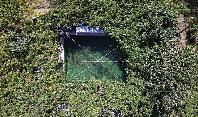 Siirt'te tayfi üzümü hasadı başladı: Yaprakları Avusturya'ya ihraç ediliyor
