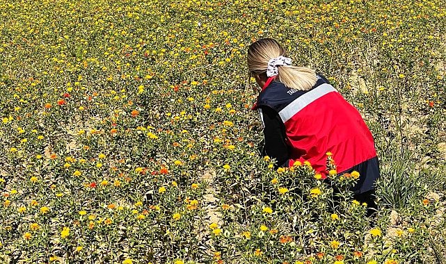 Simav Başkonak köyünde aspir projesi alanları kontrol edildi