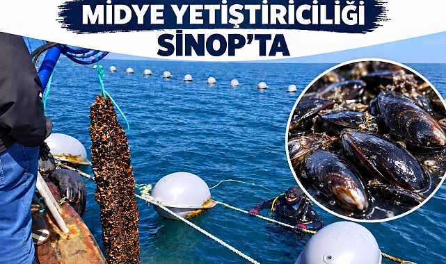 Sinop'ta 9 ayda 182 ton midye hasadı