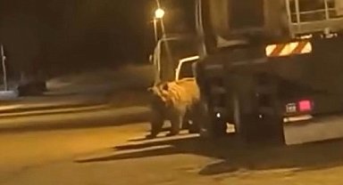Sinop'ta ayı araçların arasında dolaştı