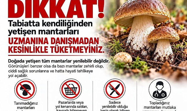 Sinop'ta mantar toplayıcılarına uyarı