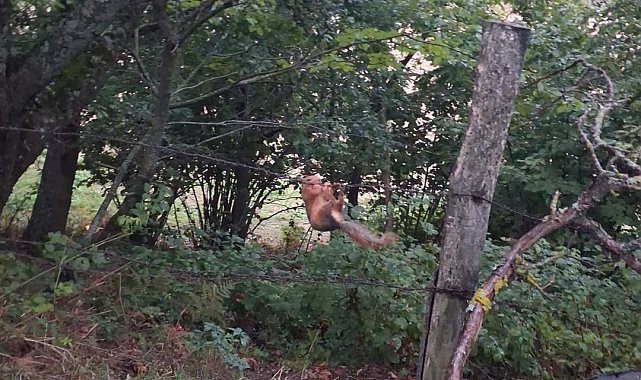 Sinop'ta tellere takılan sincap ekiplerce kurtarıldı