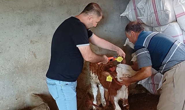 Şırnak'ta hayvanlara yönelik aşılama ve küpeleme çalışması