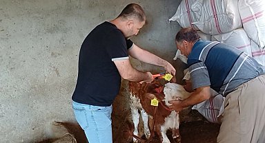 Şırnak'ta hayvanlara yönelik aşılama ve küpeleme çalışması