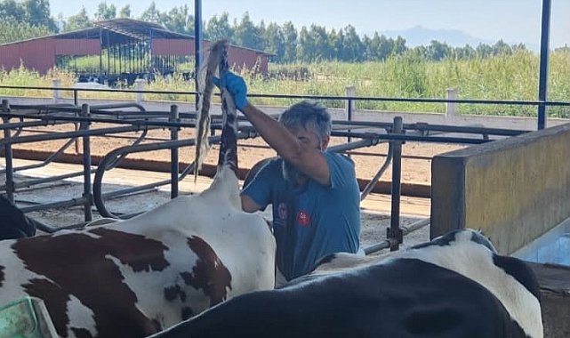 Söke'de hastalıktan ari işletmelerde rutin sağlık kontrolleri sürüyor
