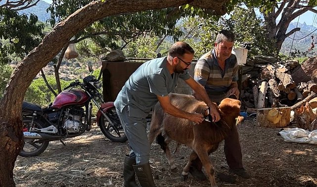 Söke'de sonbahar dönemi şap aşılama çalışmaları sürüyor