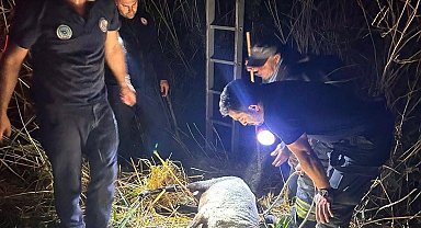 Su kuyusuna düşen koyun itfaiye ekiplerince kurtarıldı