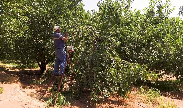 Su tarlaya ulaştı, Emirler'de kiraz üretimi arttı