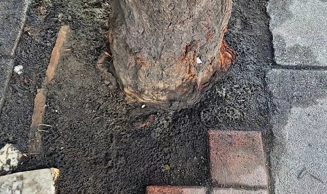 Sultangazi'de ıhlamur ağacını kurutmak için kimyasal madde döktüğü iddiası