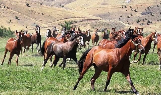 Sultansuyu'nun 15 safkan Arap tayı açık artırmayla satılacak