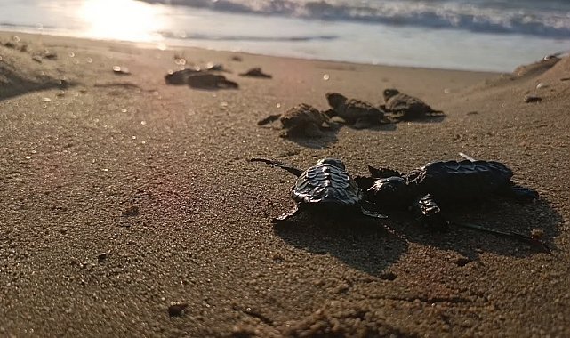 Sürpriz yuvadan 67 caretta caretta yavrusu çıktı