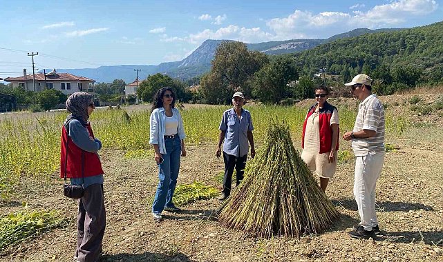 Susam yetiştiriciliğini destekleme projesinde saha kontrolleri başladı