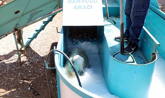 Talas'ta 16 bin koyun bu banyodan geçti