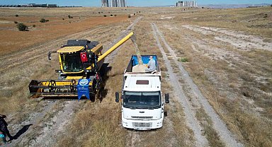Talas'ta 300 dekarda aspir hasadı