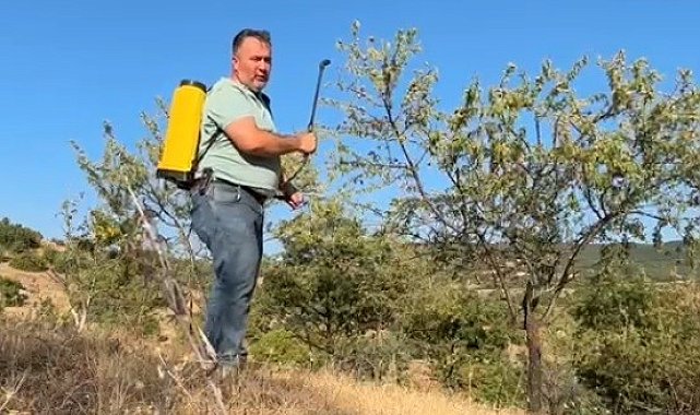 Tarla boş kalmasın diye diktiği badem ağaçlarından ilk kez verim aldı