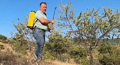 Tarla boş kalmasın diye diktiği badem ağaçlarından ilk kez verim aldı