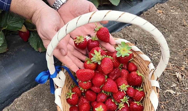Tekirdağ'da çilek mesaisi