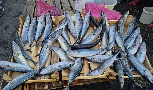 Tekirdağ'da palamut 75 TL'ye kadar düştü