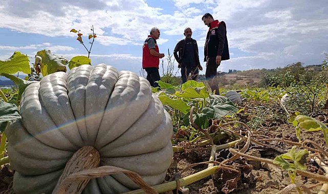 Tekirdağ'da tarladan sofraya bal kabağı mesaisi