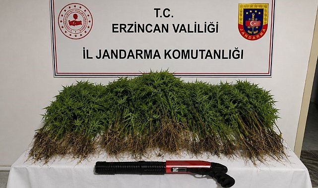 Tercan'da uyuşturucu operasyonunda 174 kök kenevir ele geçirildi