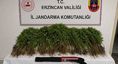 Tercan'da uyuşturucu operasyonunda 174 kök kenevir ele geçirildi