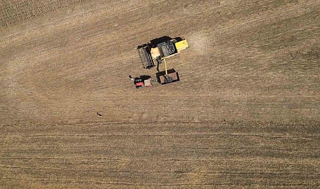 Tohumdan hasada: Ayçiçeğinin bir sezonluk yolculuğu