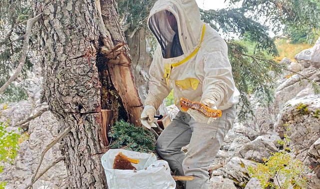 Torosların bal avcıları: Kovanlardan ayrılan firari arıları dedektif gibi takip ediyorlar