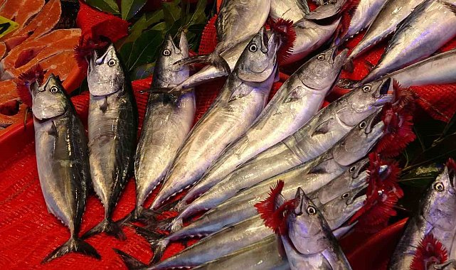 Trabzon'da palamut bereketi: 1 Eylül'den bu yana bin 300 ton palamut avlandı