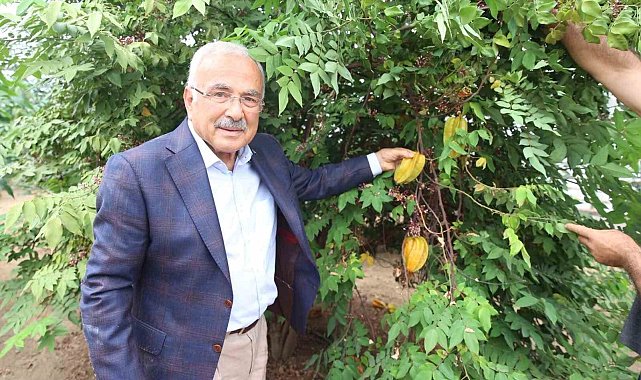 Tropikal meyveler Karadeniz'i sevdi