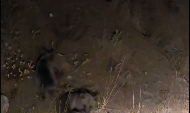 Tunceli'de anne ayı ve 3 yavru görüntülendi