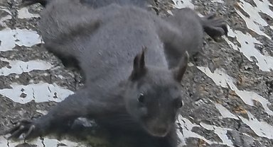 Tunceli'de nadir görülen kara sincap görüntülendi