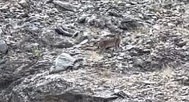 Tunceli'de vaşak görüntülendi