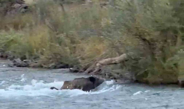 Tunceli'de yaban domuzu derenin akıntısına rağmen karşıya geçmeyi başardı