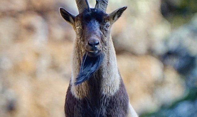 Tunceli'deki dağ keçisi kararı Erzincan'da da beklenti oluşturdu
