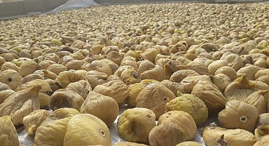 Türk kuru incirinin ihracat yolculuğu başlıyor... Uzakdoğu kuru incirimizi çok sevdi