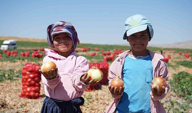 Türkiye'nin soğan ihtiyacını karşılayan tarlalar kırmızıya büründü: Başkent'te 300 kişilik mesai başladı