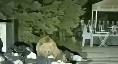 Uludağ'da aç kalan ayı çöp konteynerinde yemek aradı