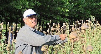 Üreticilerden haşhaş tohumu alım yapılacak