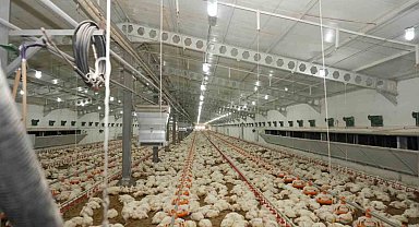 Üzümlü'de tavuk çiftliğinde inceleme yapıldı