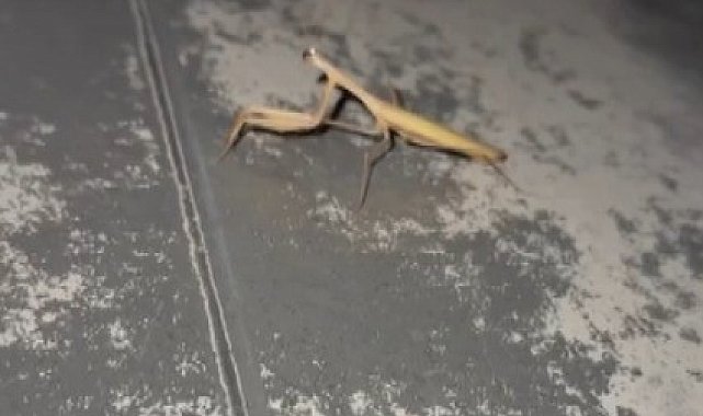 Vatandaşın Peygamber devesi ile diyalogu gülümsetti
