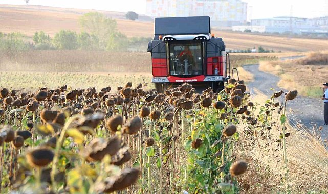 Yağlık ayçiçeği alım fiyatı açıklandı: Yüzde 17,2 artış, ton başına 34 bin lira